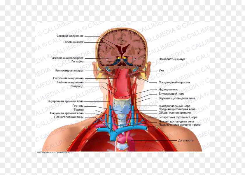 Vague Human Anatomy Head Neck Body PNG