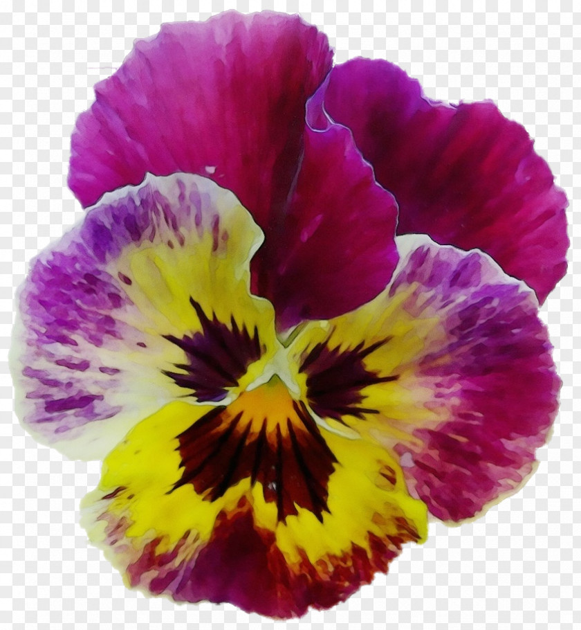 Violet Family Yellow Flower Flowering Plant Petal Pansy Wild PNG