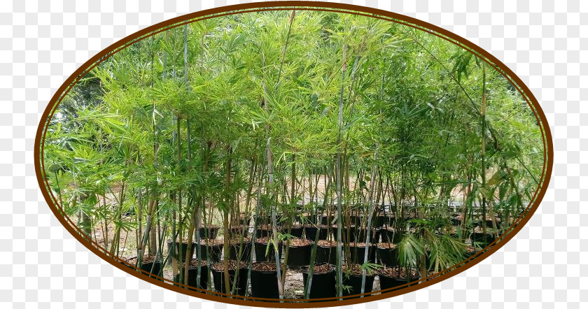 Bamboo Fence Melbourne Winter Garden Plant Mossy Oak Company PNG