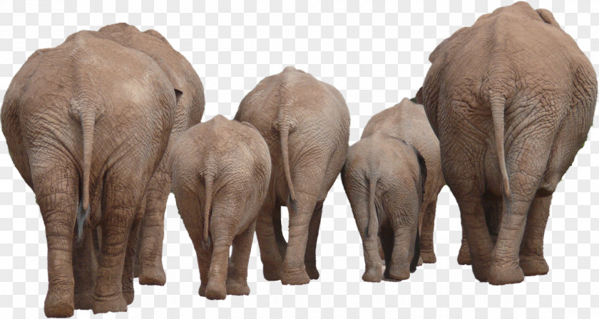 Elephant Asian Computer File PNG