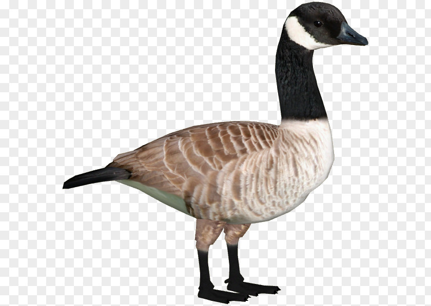 Goose Zoo Tycoon 2 Canada Duck PNG