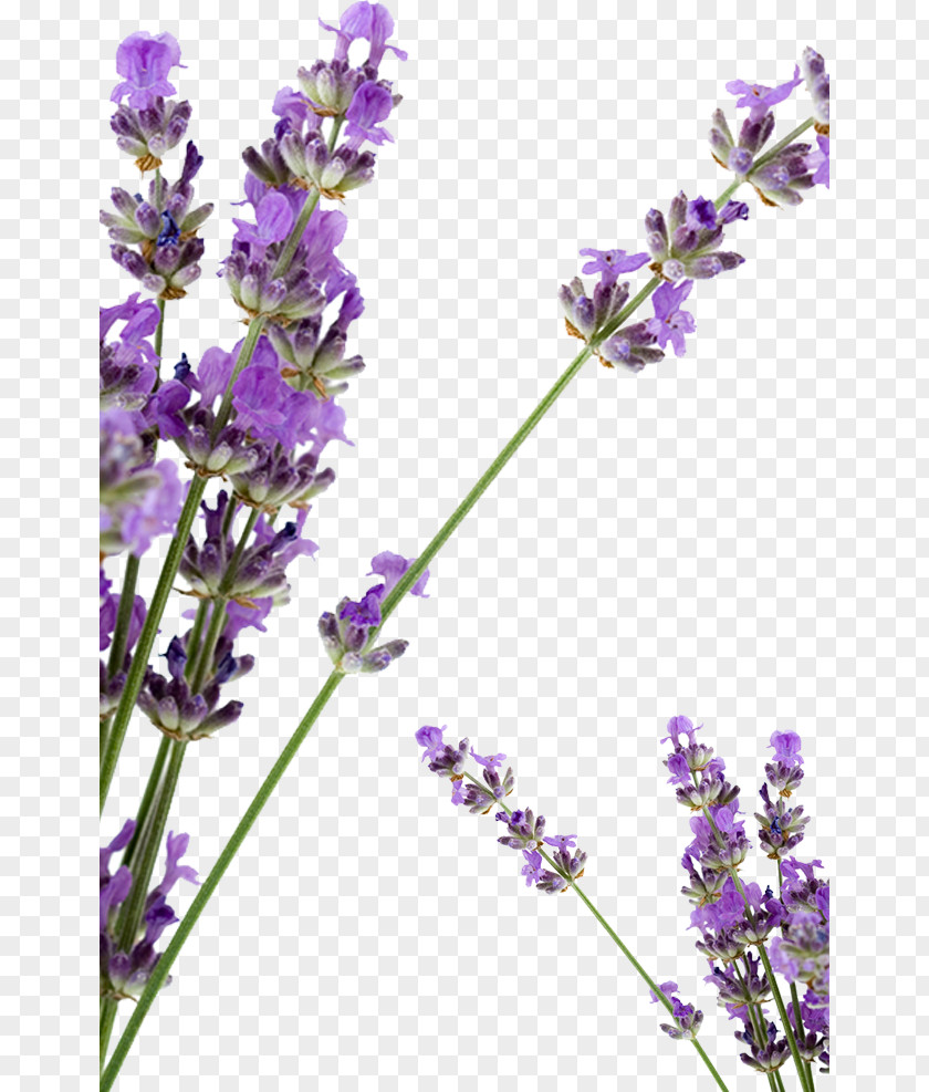 Lavender Flowers Petal Huocheng County Soap PNG