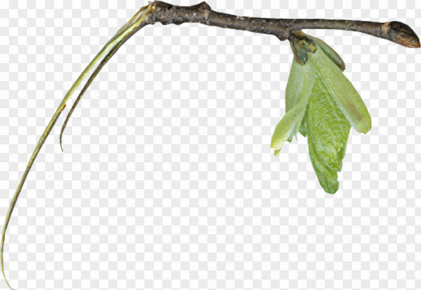 Leaves Free Download Twig Leaf Root PNG