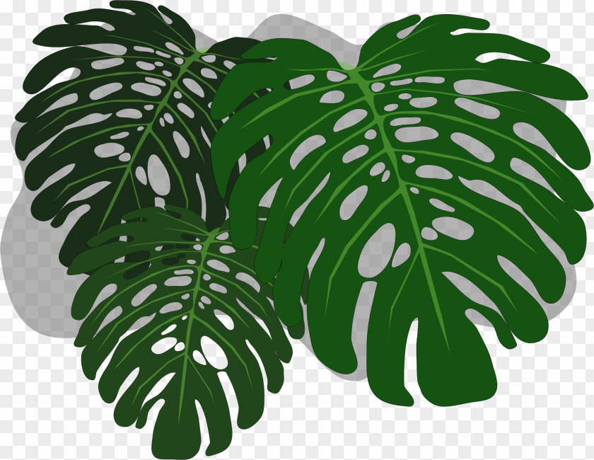 Mint Leaf Philodendron Swiss Cheese Plant Clip Art PNG