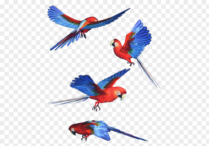 Parrot Budgerigar Macaw Bird Image PNG