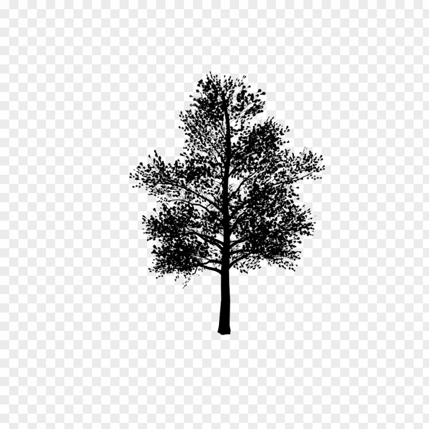 3D Modeling Computer Graphics Pine Twig PNG