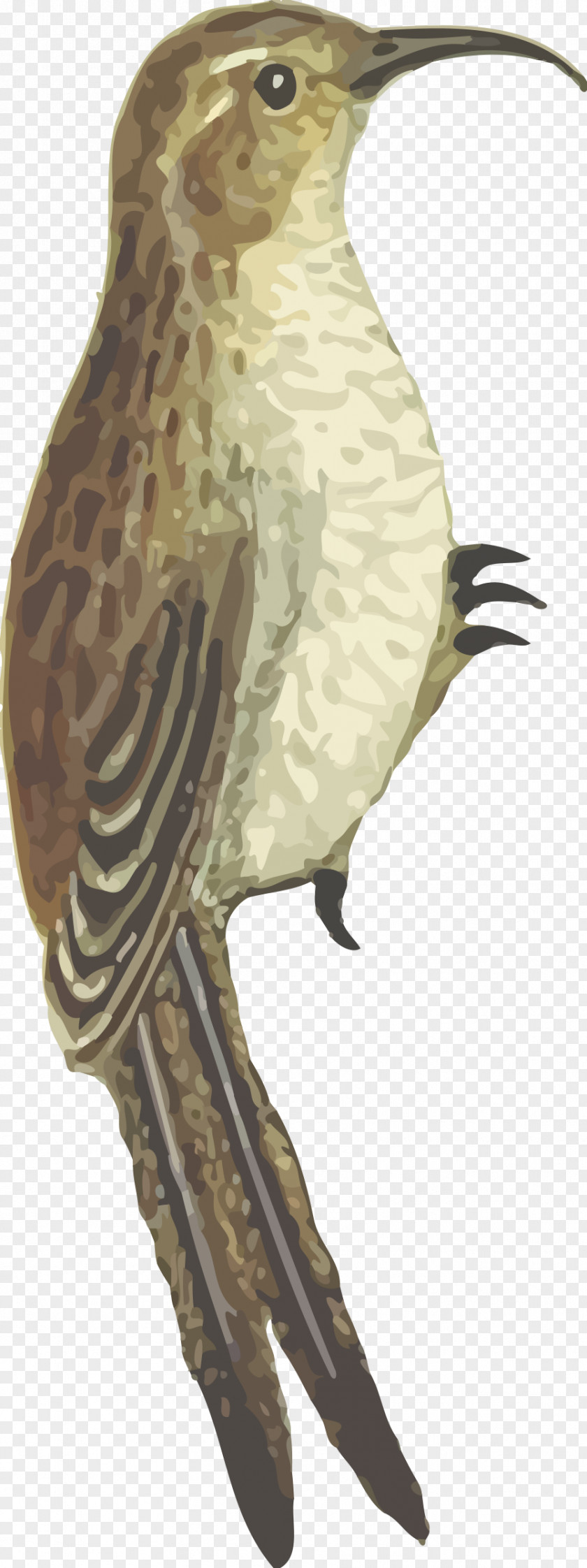 Bird Beak Clip Art Image PNG