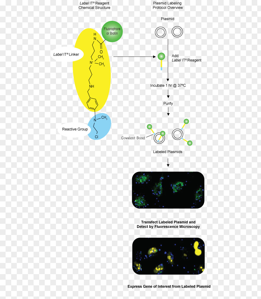 Nucleic Acid Metabolism Plasmid Label Fluorophore PNG