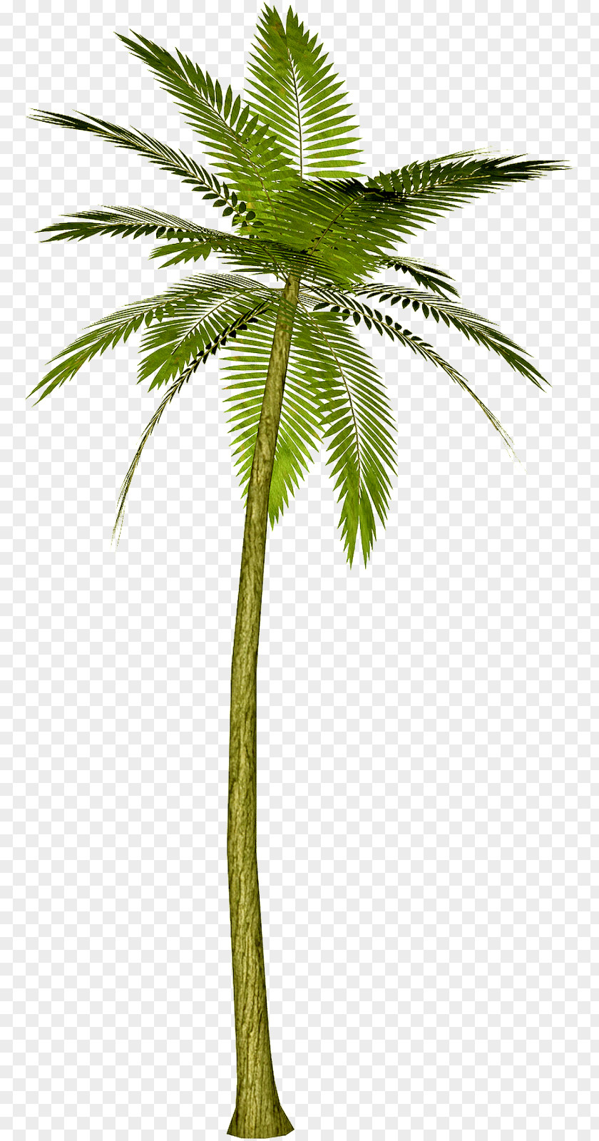 Tree Arecaceae Areca Palm Clip Art PNG