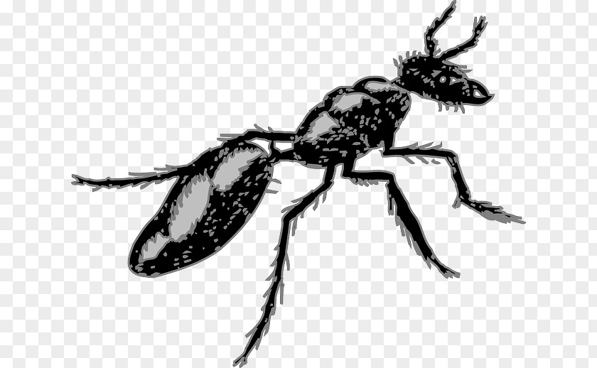 Ants Ant Insect Pest Clip Art PNG