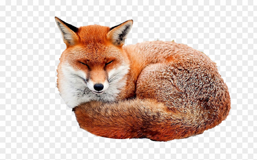 Fox Red Desktop Wallpaper Image Illustration PNG