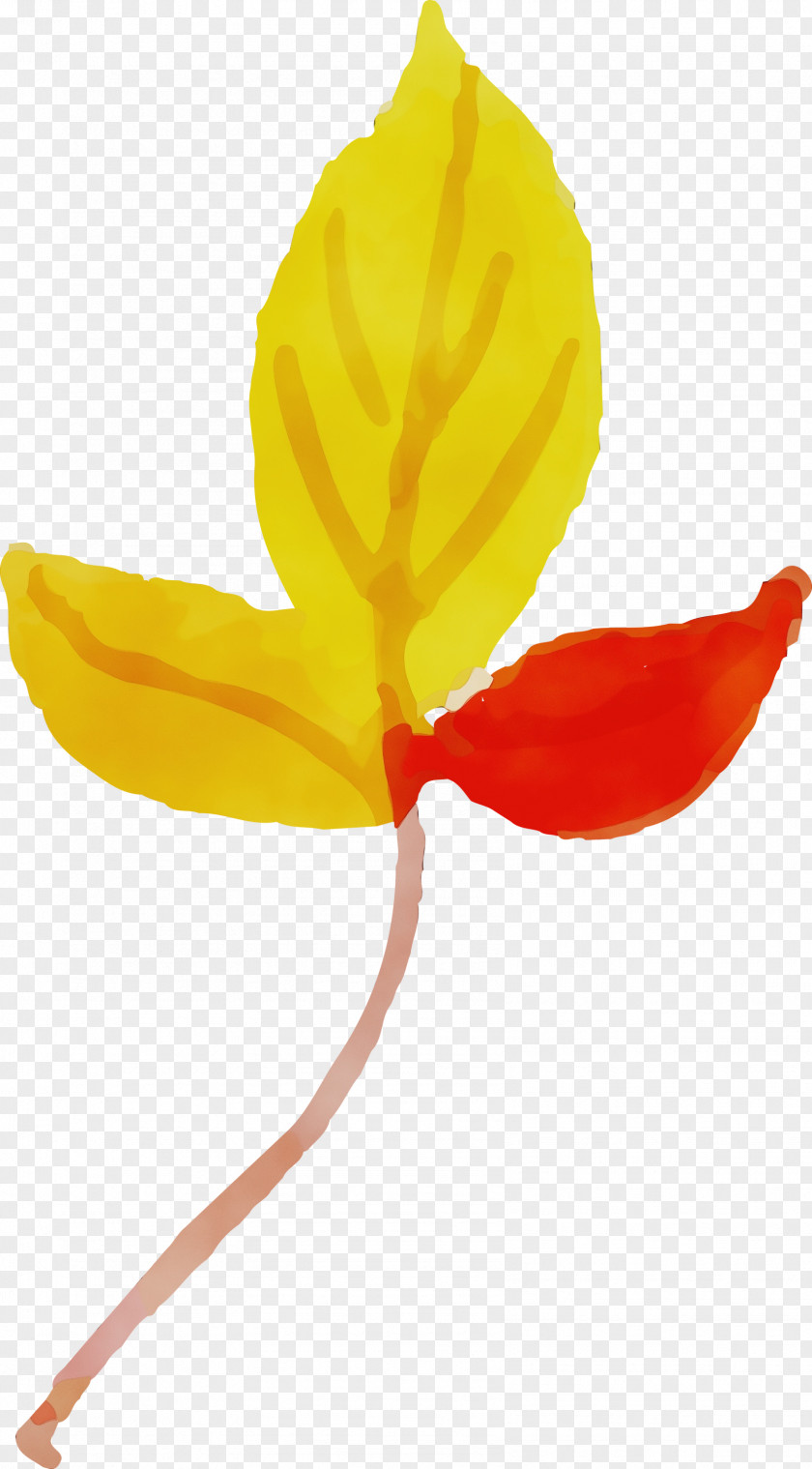 Plant Stem Petal Leaf Yellow Flower PNG