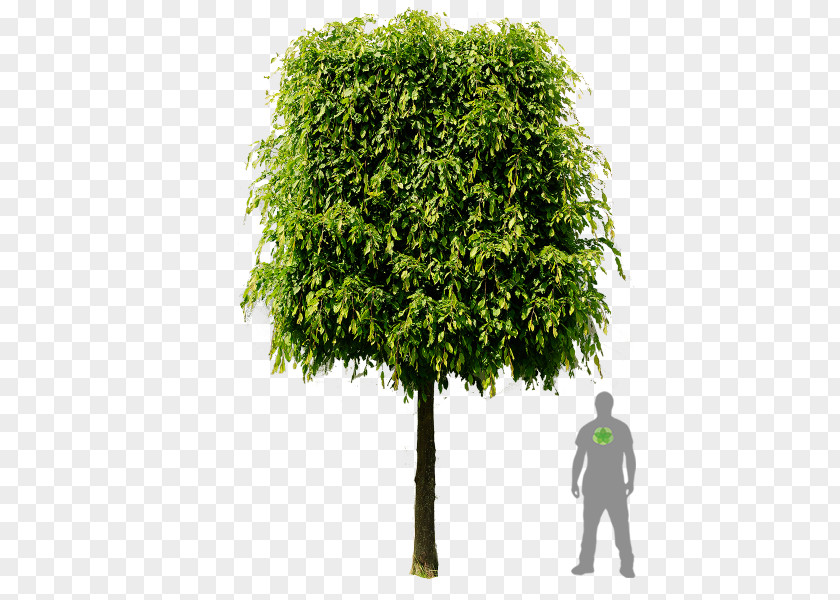 Tree Shrub European Hornbeam Branch Hedge PNG