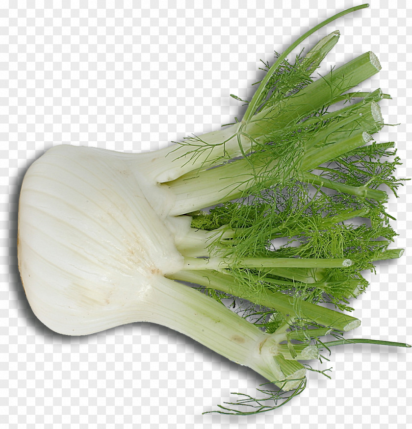 Vegetable Fennel Ingredient Italian Cuisine Sausage PNG