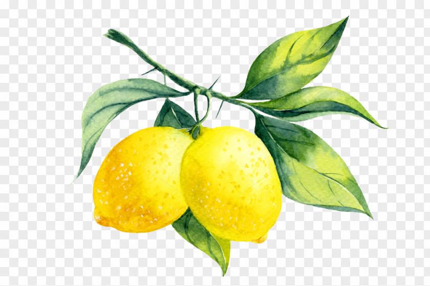 Watercolor Branch Lemon Liqueur Painting PNG