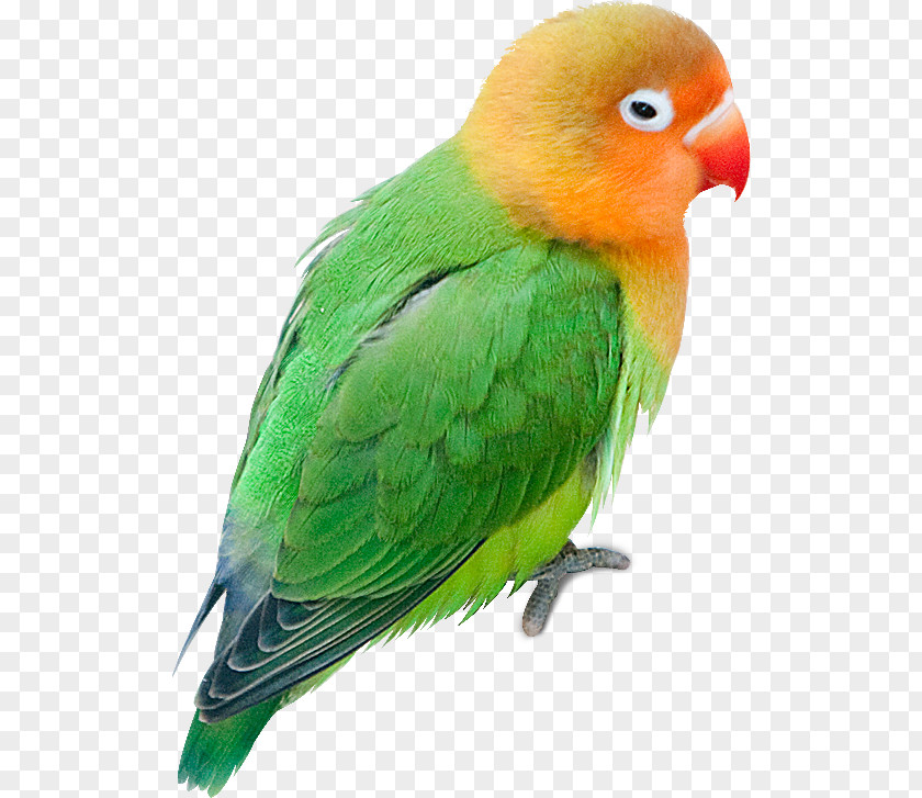 Parrot Budgerigar Lovebird Parakeet PNG