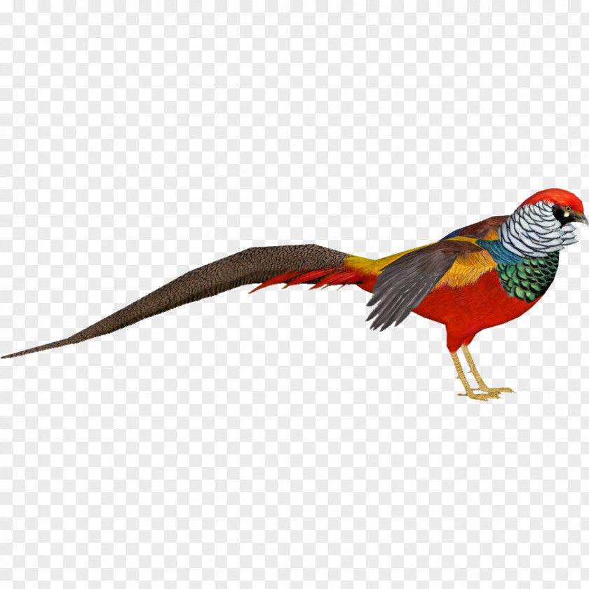 Team Zoo Tycoon 2 Lady Amherst's Pheasant Bird Golden PNG
