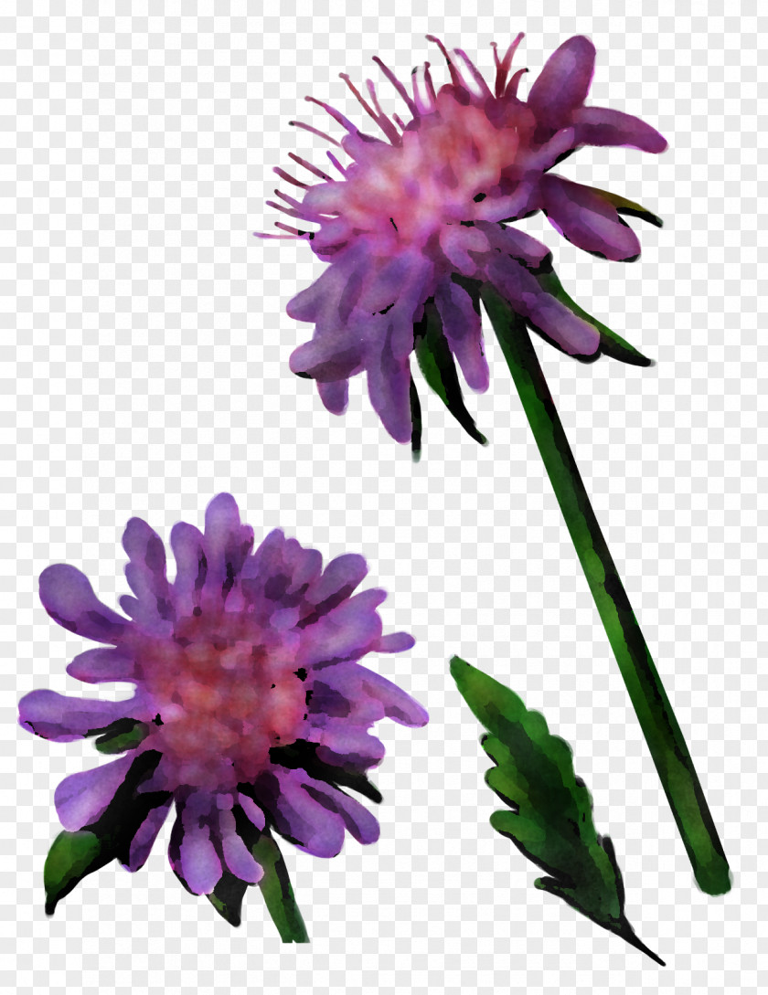Aster Herbaceous Plant Cut Flowers Dahlia Silybum PNG