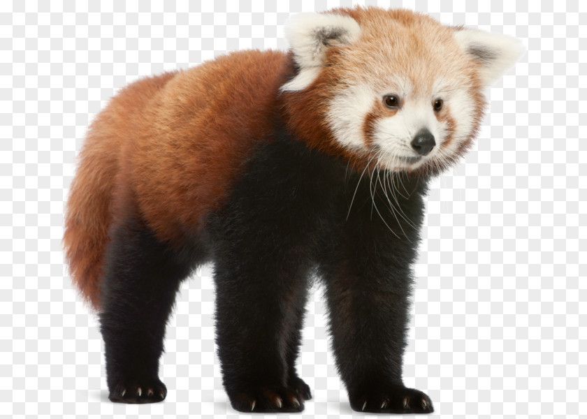 Bear Red Panda Giant Cat Shutterstock PNG