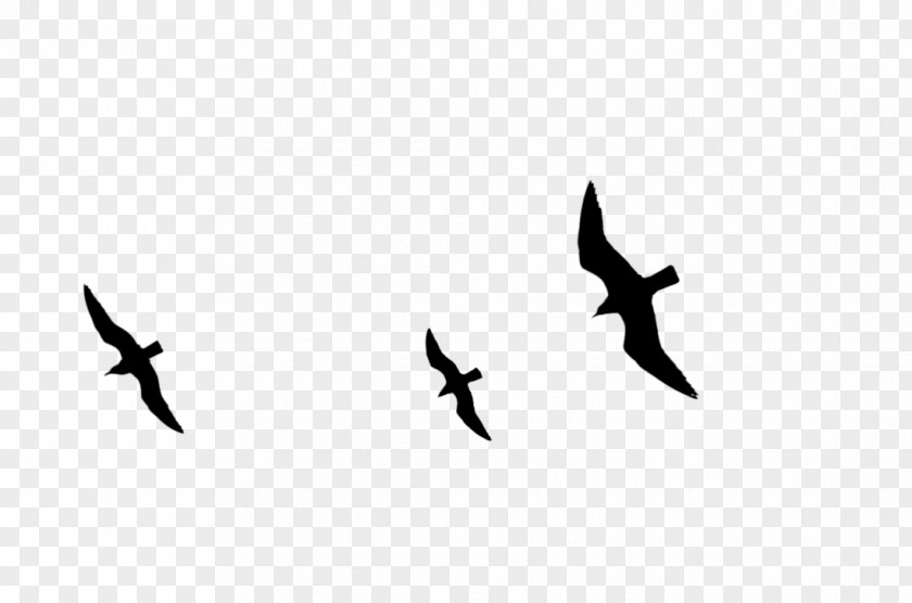 Bird Migration Beak Wing Font PNG