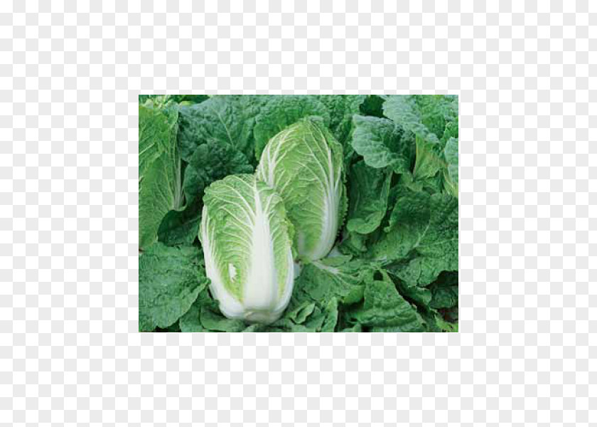 Cauliflower Napa Cabbage Price Seed Cultivar PNG
