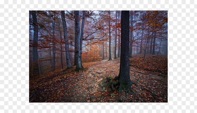 Landscape Forest Mural Autumn Art Graphics Image PNG