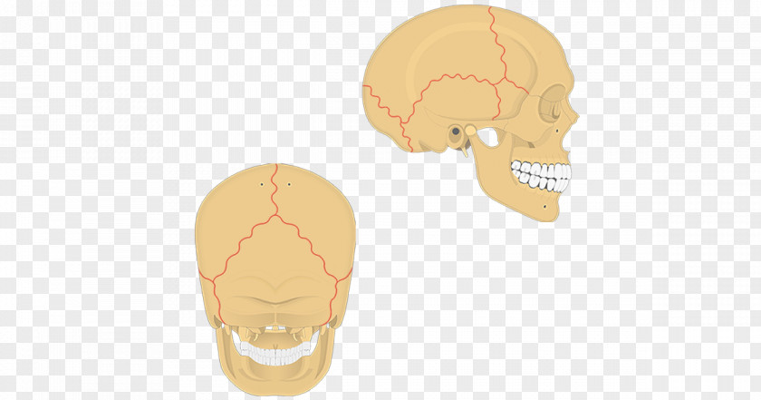 Skull Suture Anatomy Bone Human Body PNG