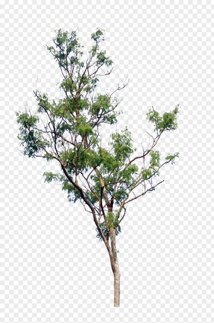 Watercolor Tree PNG