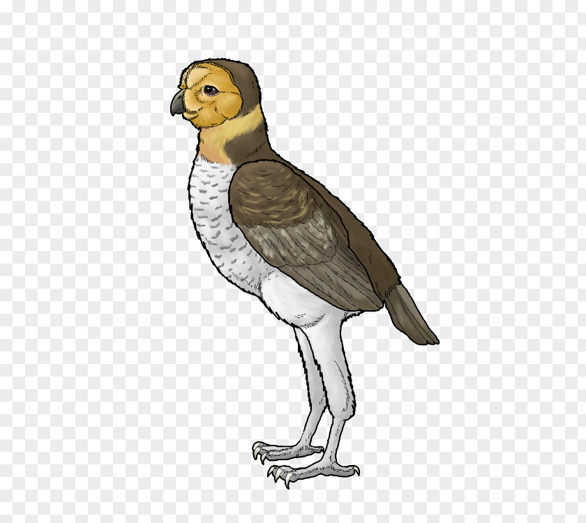 Bird Ornimegalonyx Dinosaur Darwinopterus Modularis Fossil PNG