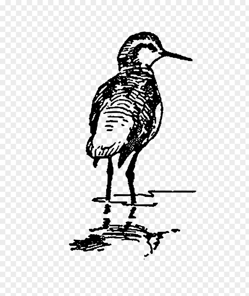 Duck Clip Art Bird Vector Graphics Image PNG