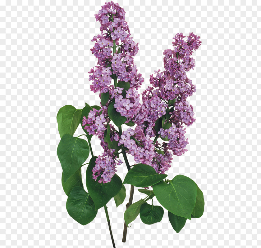 Lilac Computer File PNG