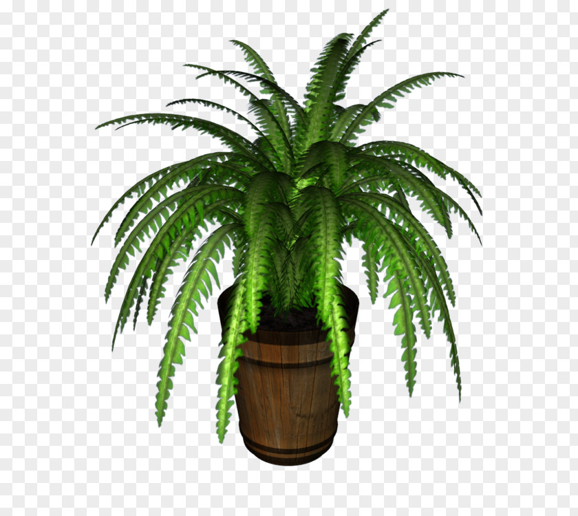 Potted Plant Nephrolepis Exaltata Fern Houseplant Arecaceae PNG