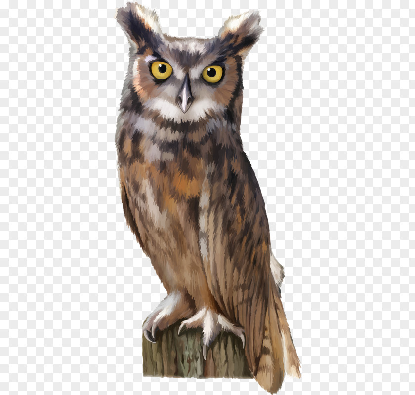 Scary Owl Royalty-free Stock Photography Clip Art PNG