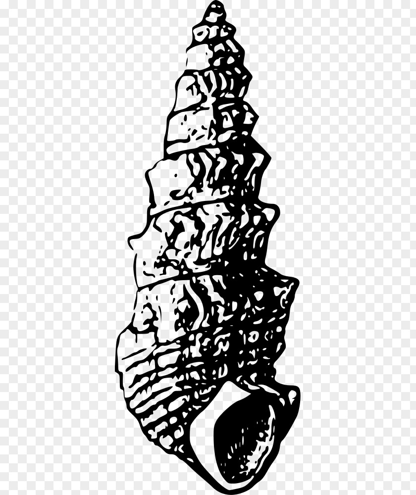 Seashell Cockle Clam Bivalvia Clip Art PNG