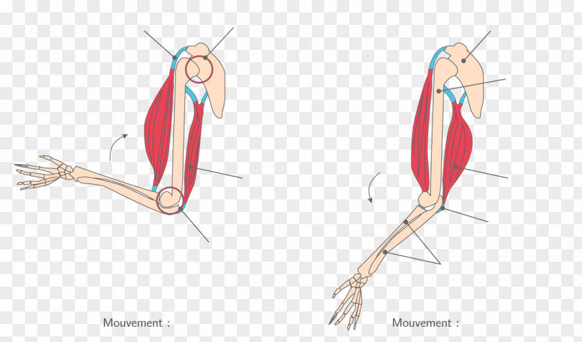 Skeleton Finger Skeletal Muscle Joint Muscular System PNG