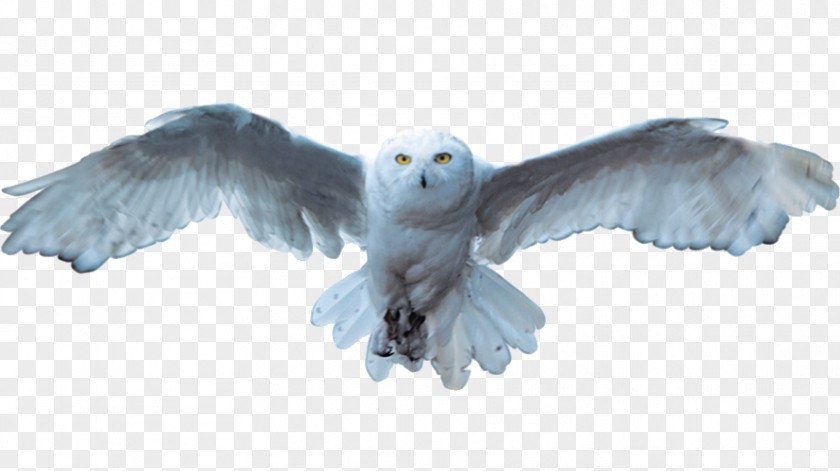 White Owl Snowy Bird PNG