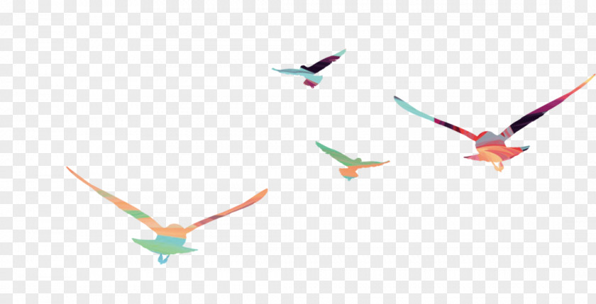 Color Flying Eagles Bird Hawk Eagle PNG