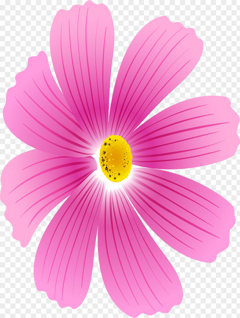 Cosmos Flower Daisy Family Magenta Annual Plant Purple PNG