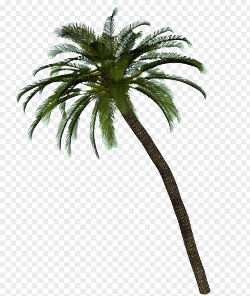 Date Palm Arecaceae Tree Service PNG