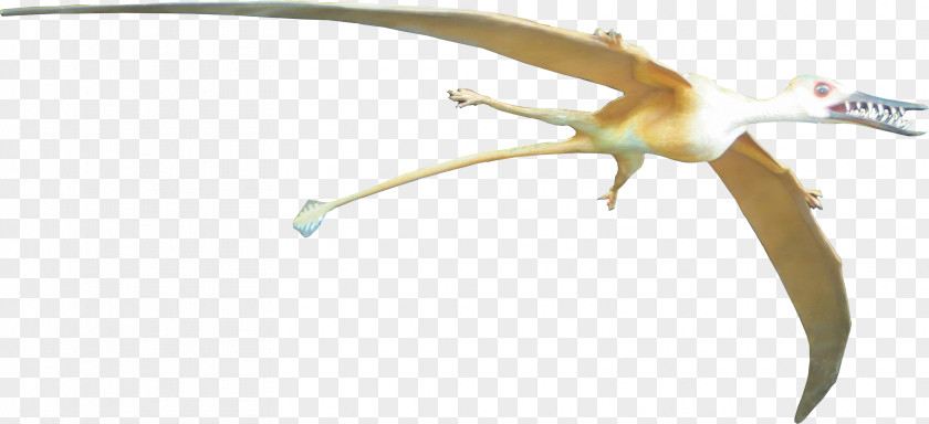 Dinosaur Rhamphorhynchus Pterosaurs Pteranodon Bird Animal PNG