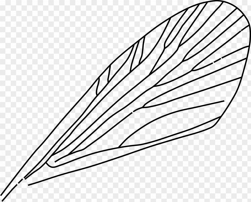 Insect Wing Drawing Airplane Clip Art PNG