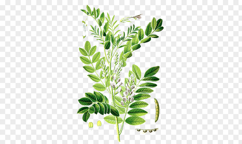 Plant Liquorice Licorice Root Herb PNG
