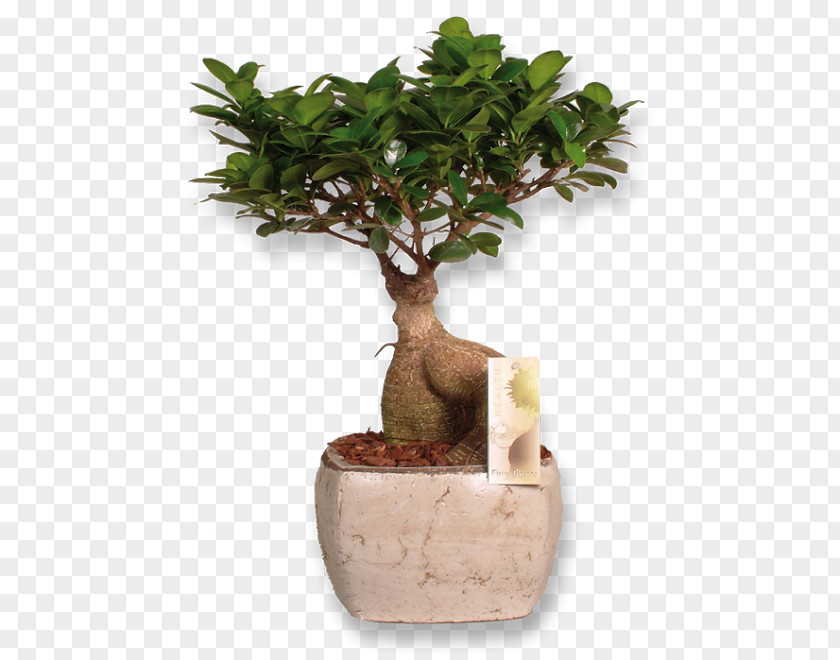 Plants Chinese Sweet Plum Ficus Retusa Microcarpa Bonsai Houseplant PNG