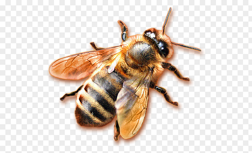 Via Lactea Honey Bee Hornet Honeycomb PNG