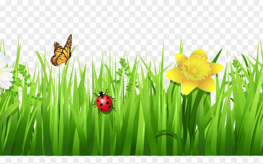 Flower Clip Art Desktop Wallpaper Vector Graphics Image PNG