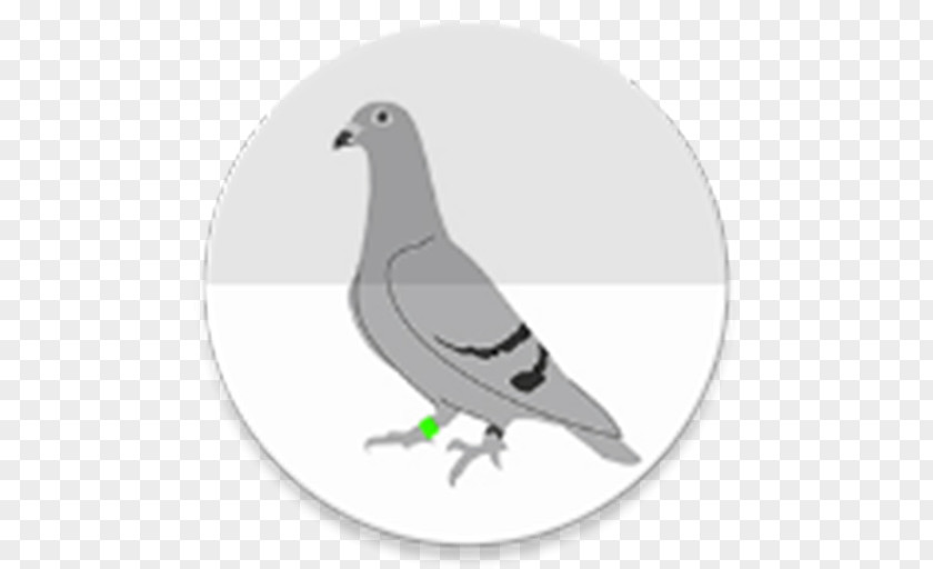 Pigeons And Doves Homing Pigeon Keeping Squab Rock Dove PNG