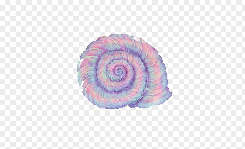 Purple Conch Sea Snail PNG