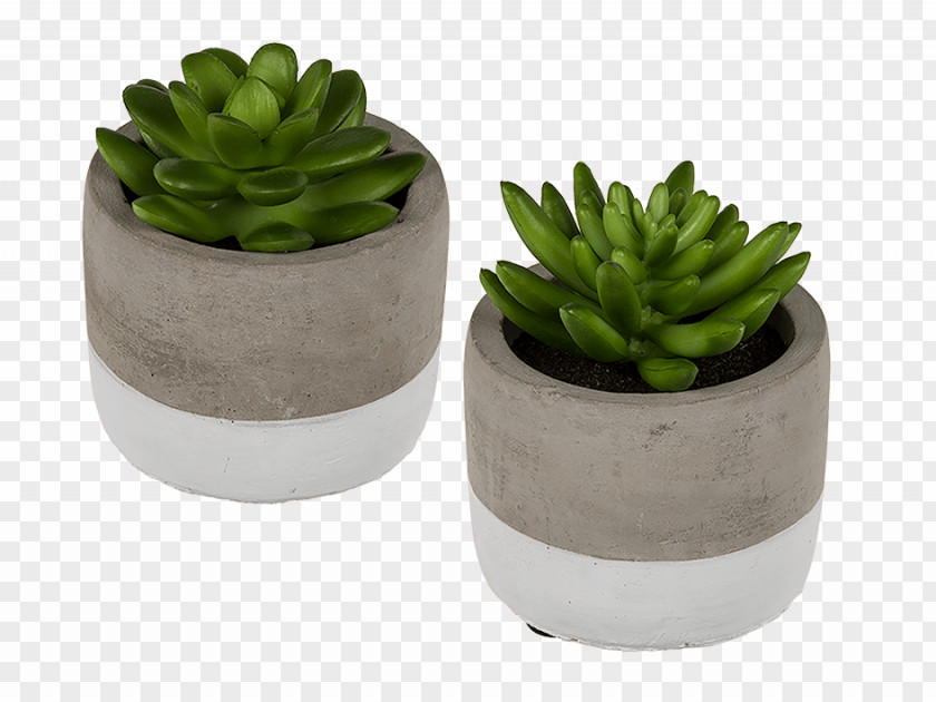 Suculent Flowerpot Succulent Plant Houseplant Ceramic Echeveria PNG