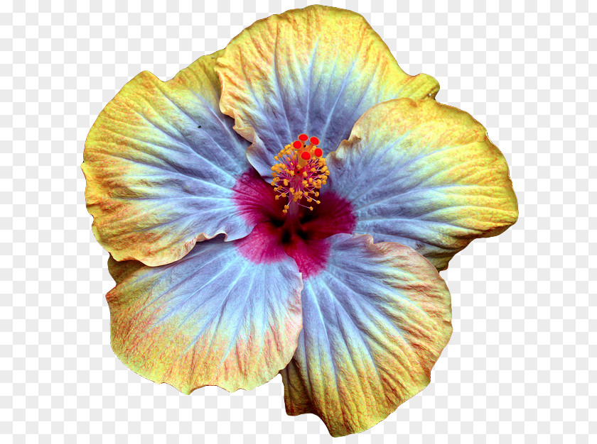 Yellow Hibiscus Multiple Exposure Color Clothing Photography PNG