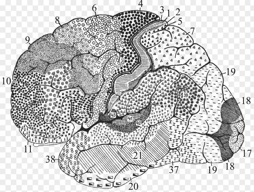 Brain Brodmann Area 25 Cerebral Cortex Anatomy PNG